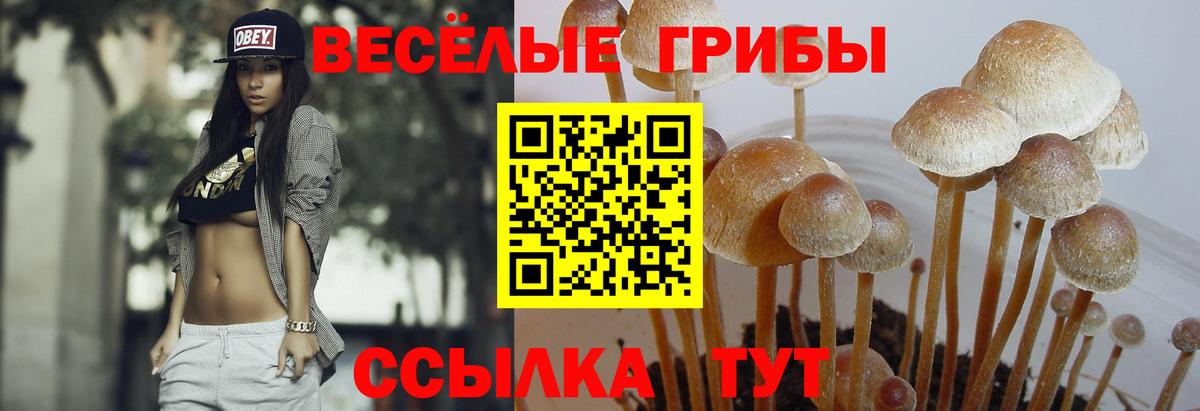 Галлюциногенные грибы прущие грибы  Галлюциногенные грибы прущие грибы  Вход с VPN  Нововоронеж 